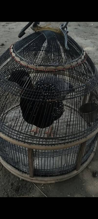 Black Teetar (Kala Teetar) Available – Healthy Bird