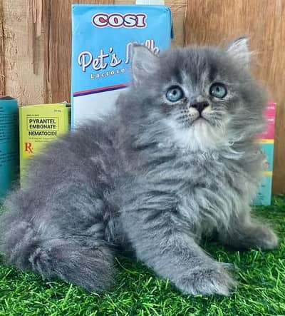 beautiful and healthy kittan far sale