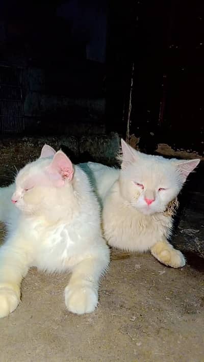 Beautiful Cats for sale