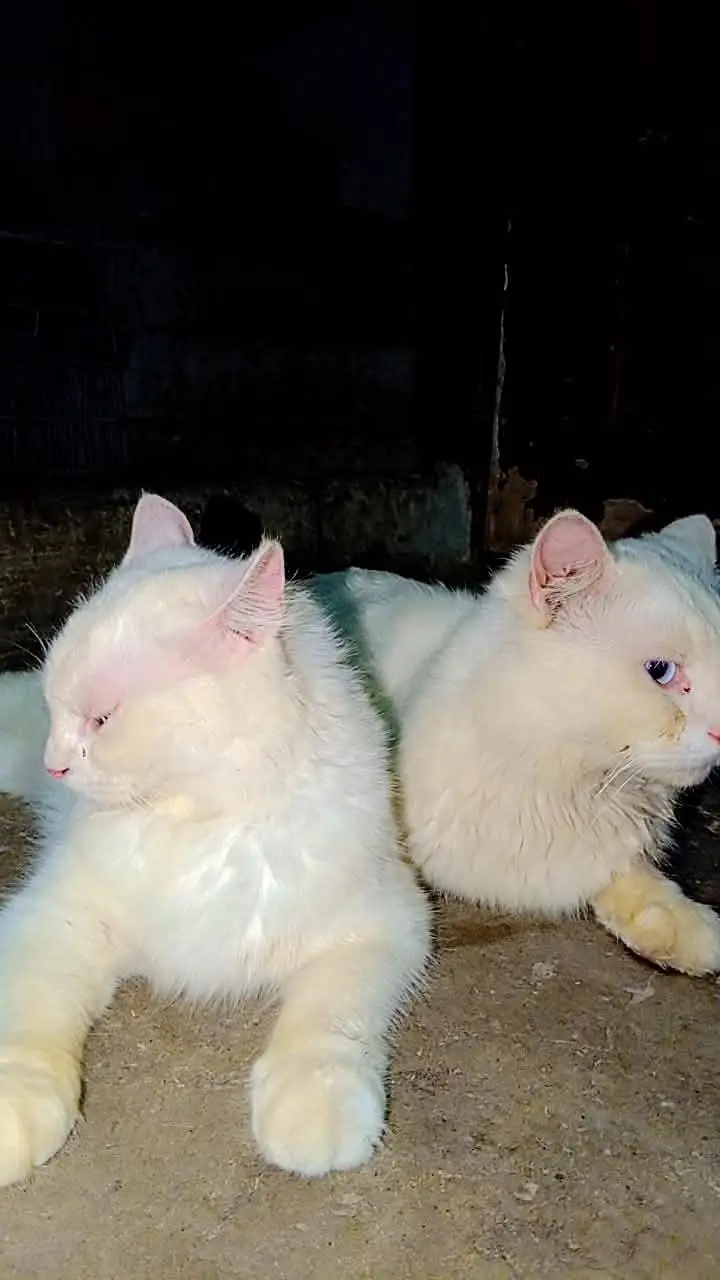 Beautiful Cats for sale — photo 3
