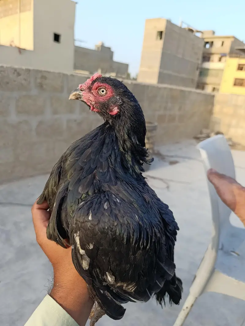 Females Available — photo 2