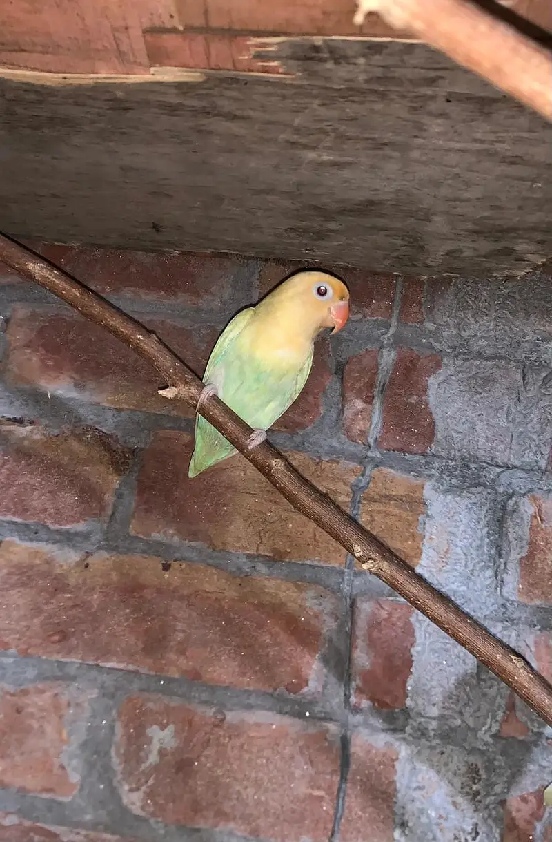 Green Pastel Breader female — photo 2
