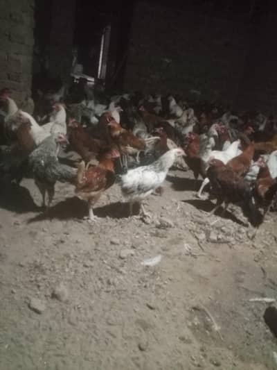 SELL HENS