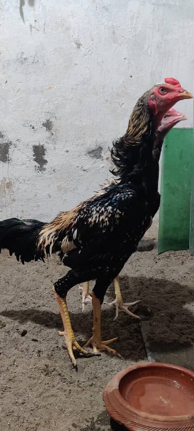 Japanese shamo male