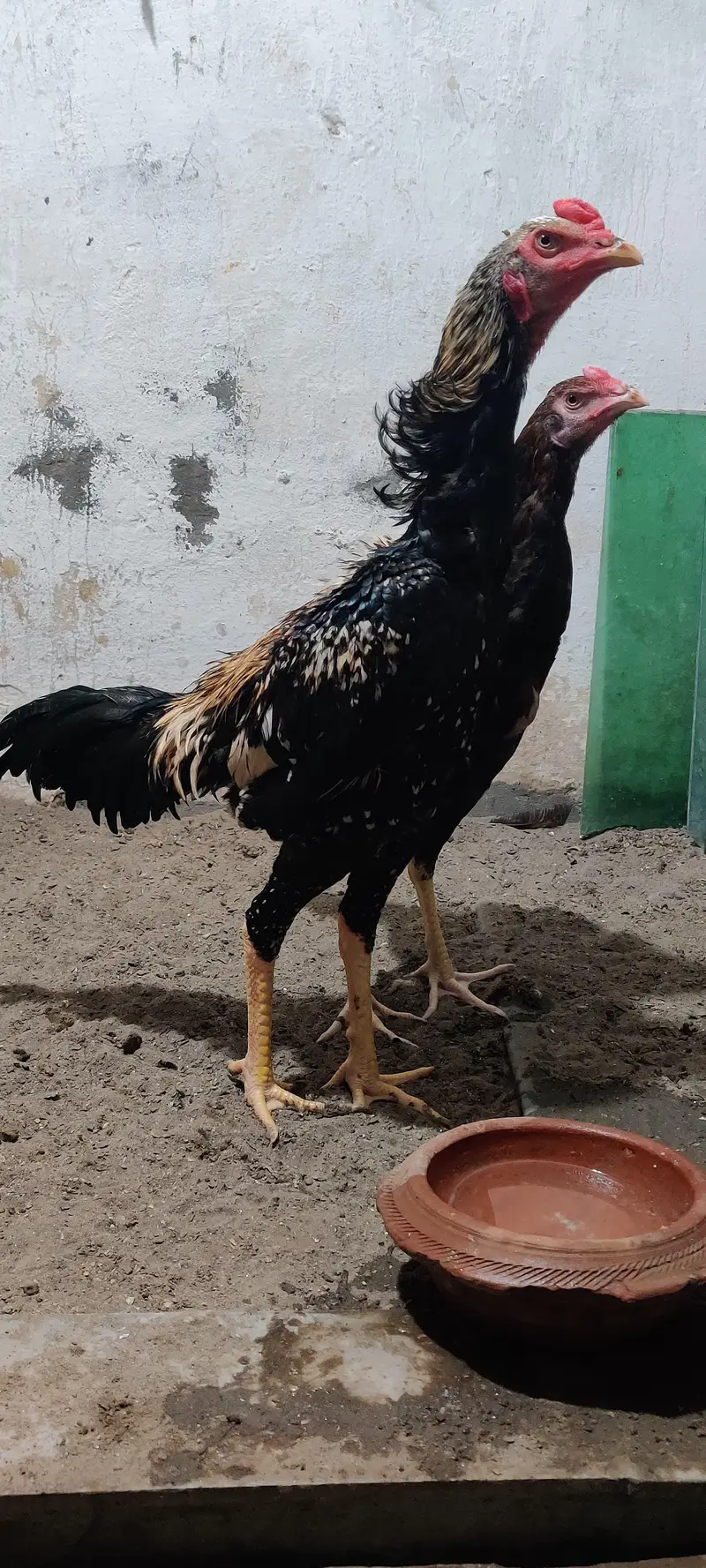 Japanese shamo male — photo 2