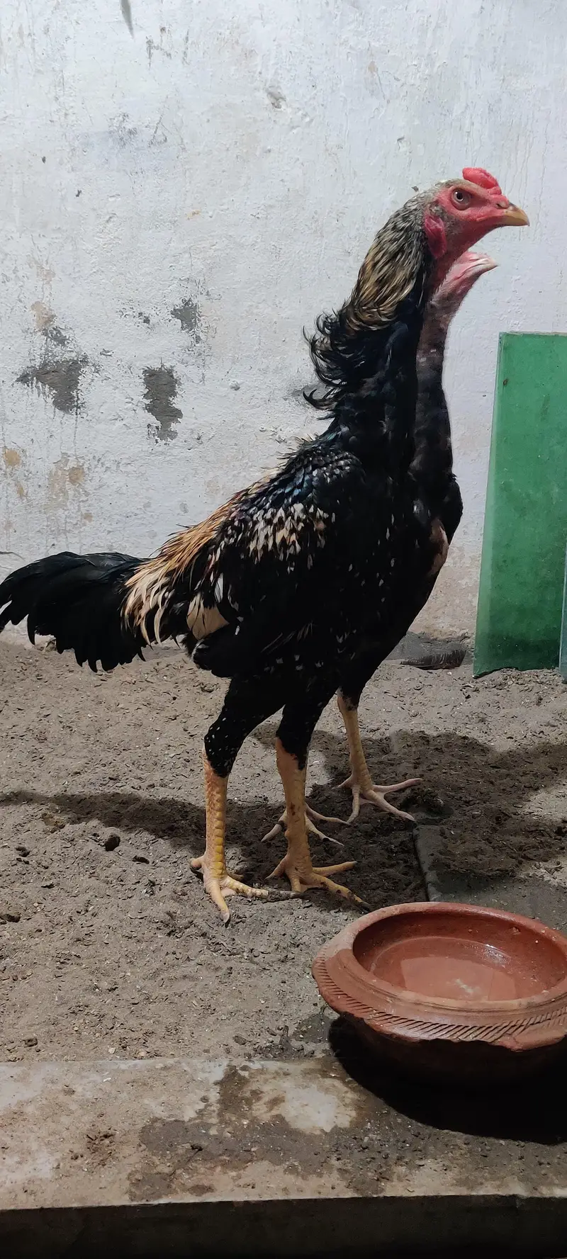 Japanese shamo male — photo 3