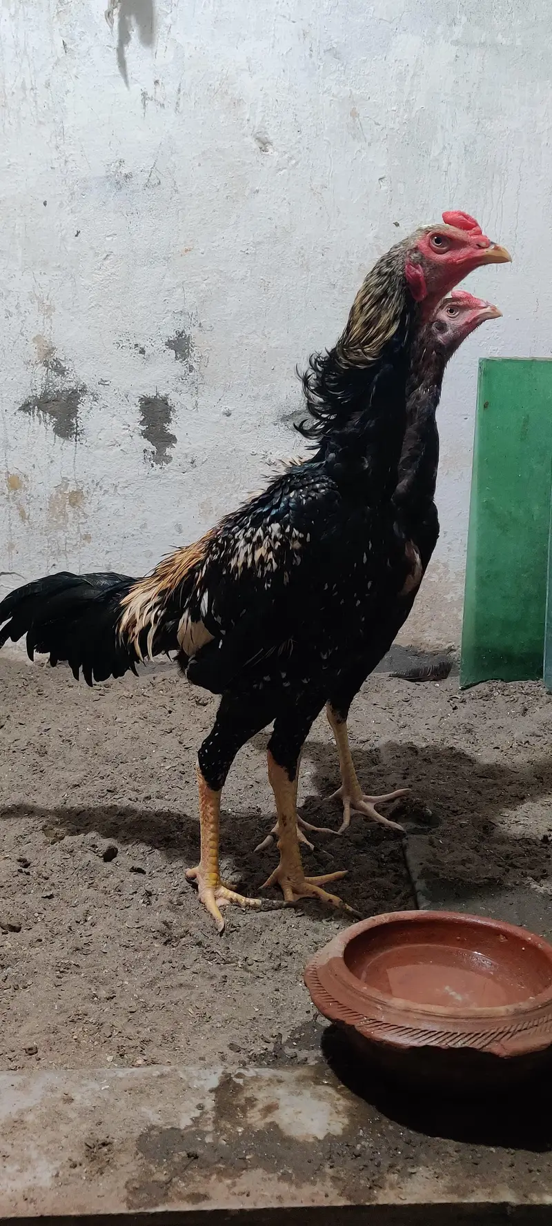 Japanese shamo male — photo 4