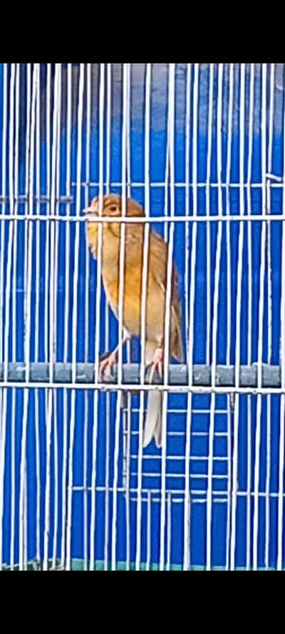 canary full singing & feemale