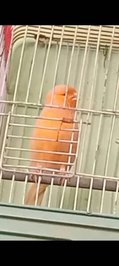 canary Feemal red fufctur