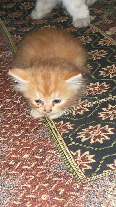 Persian kittens