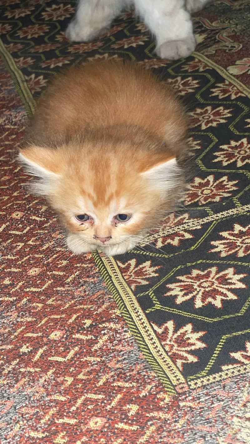 Persian kittens 0