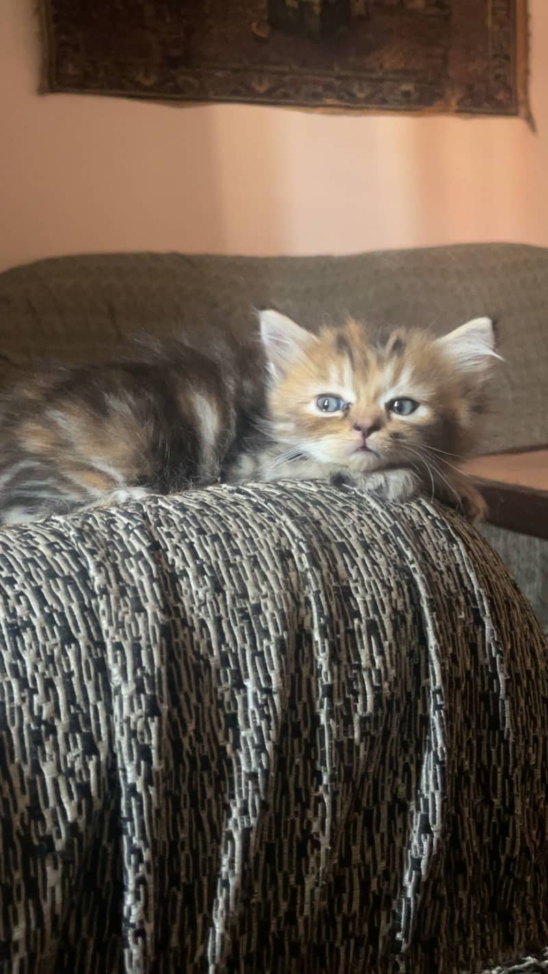 Persian kittens 1