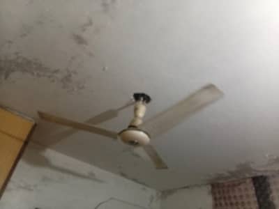 white fan