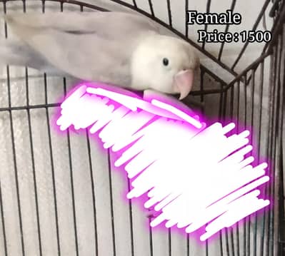 love birds and Buggies pairs for sale