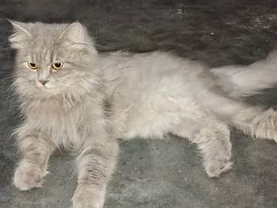 cat for sale persion