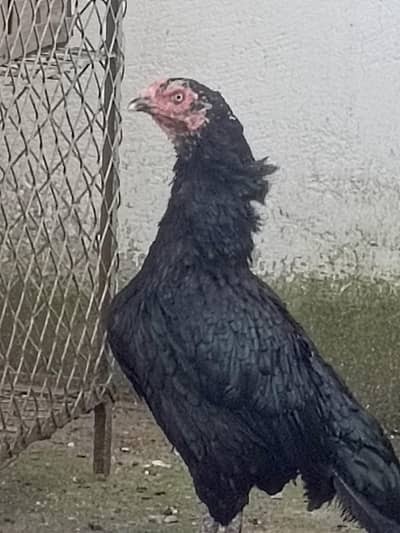 black lasani madi for sale