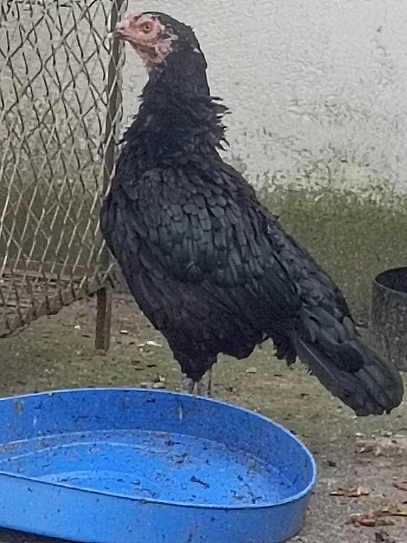 black lasani madi for sale — photo 2