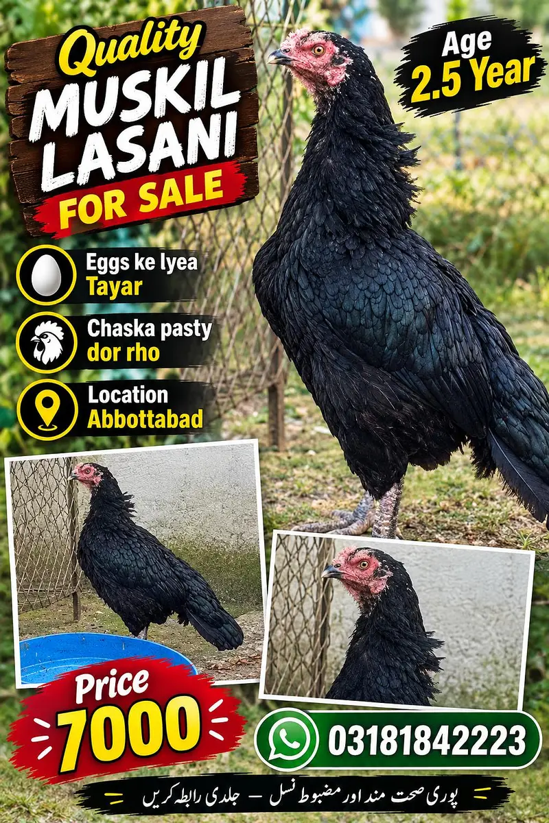 black lasani madi for sale — photo 4