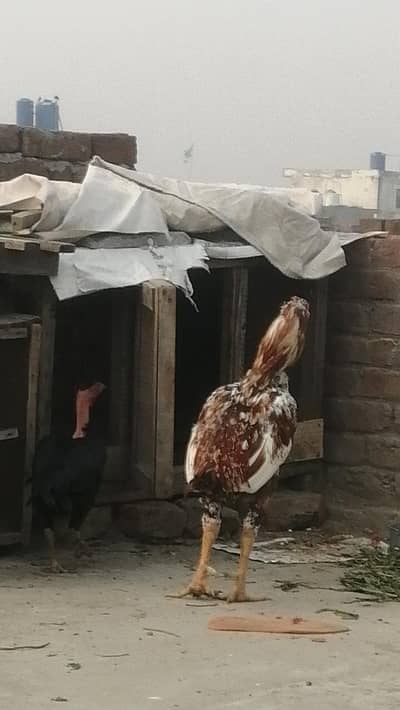 long height Aseel mugra sindhi male high quality Aseel Murga breeder