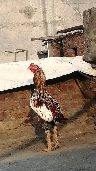 long height Aseel mugra sindhi male high quality Aseel Murga breeder