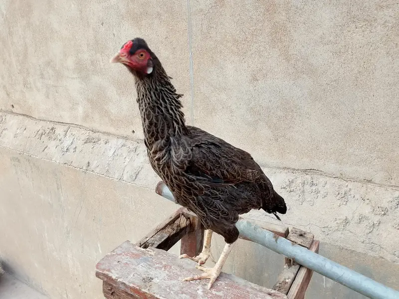 aseel female — photo 2