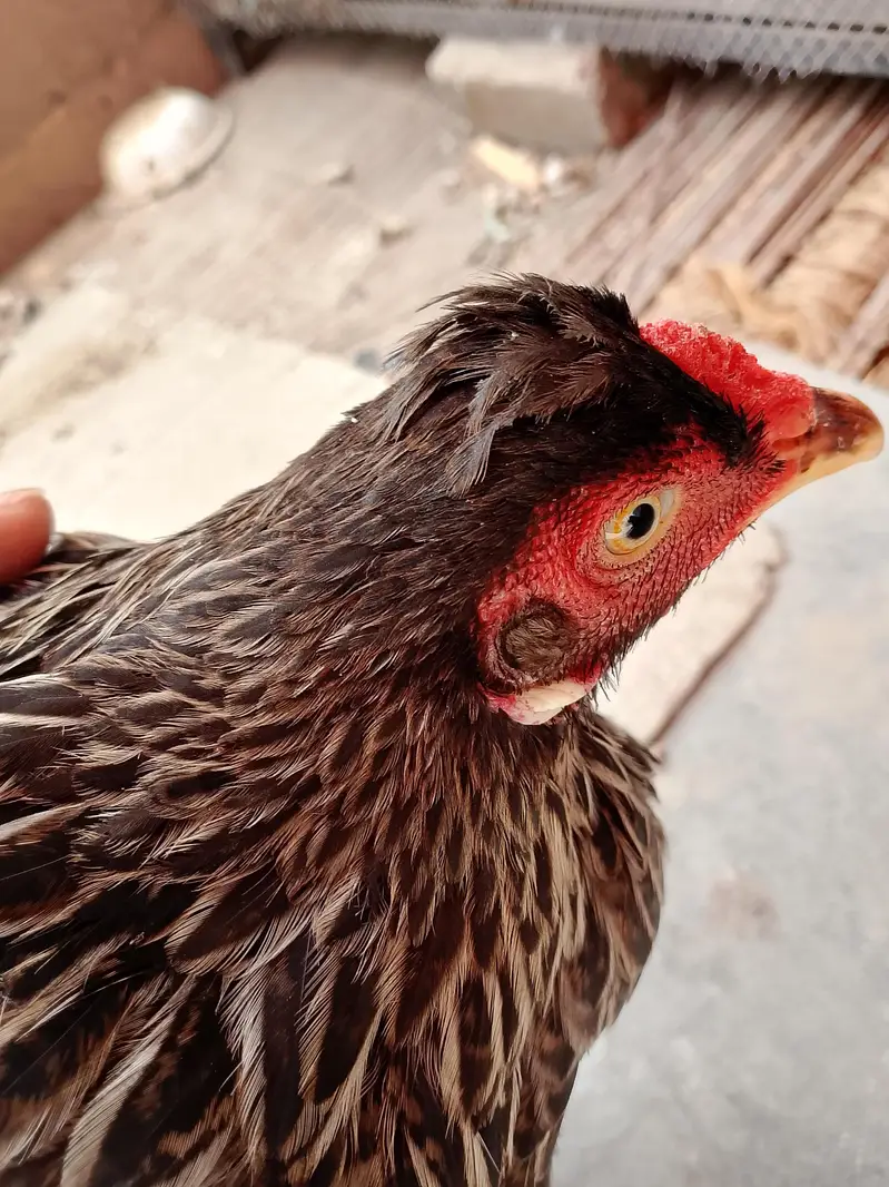 aseel female — photo 4
