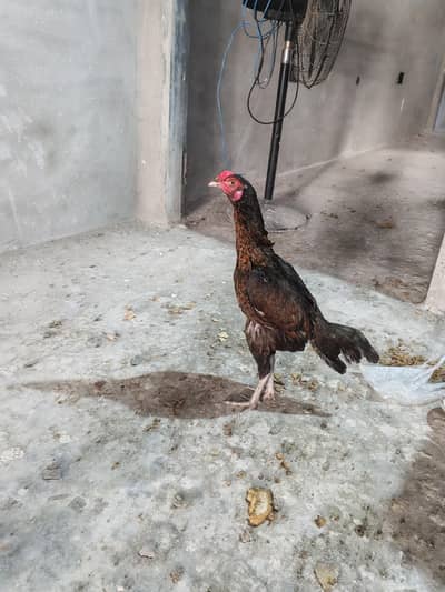 Desi Murgha Murghi Pair for Sale - Healthy & Active
