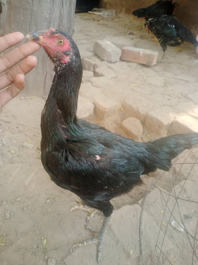 burmi 2
