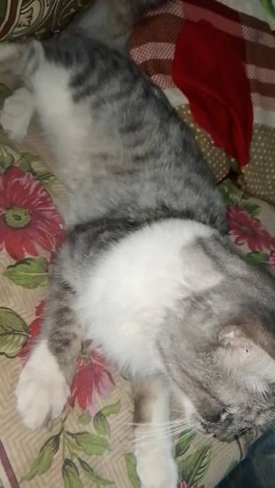 Cat For sale