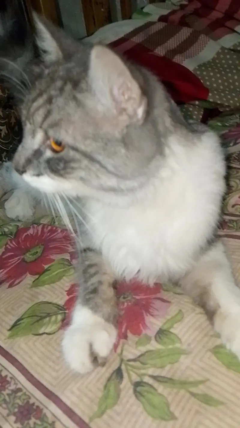 Cat For sale — photo 2