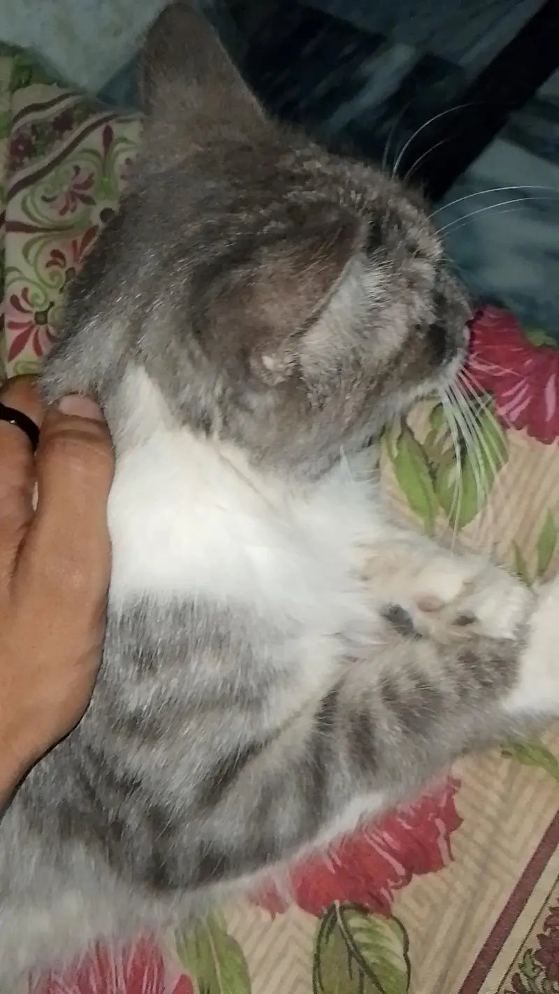 Cat For sale — photo 3