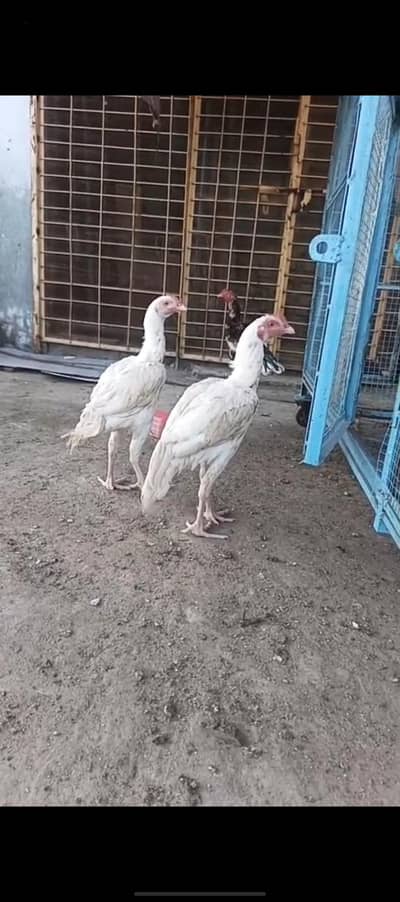 FULL HEERA WHITE PAPER MALE FOR SALE