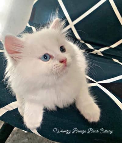 beautiful and healthy cat far sale