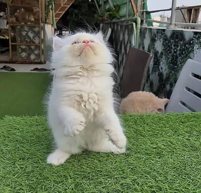beautiful and healthy kittan far sale