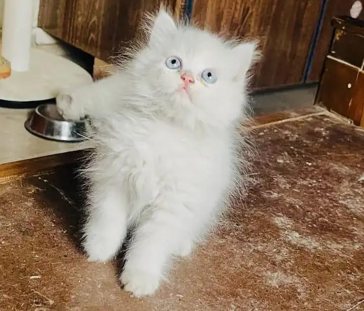 beautiful and healthy kittan far sale — photo 3