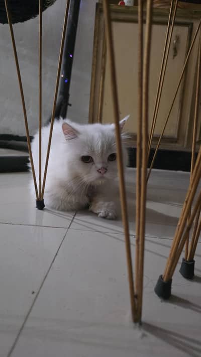 Male Cat for Adoption