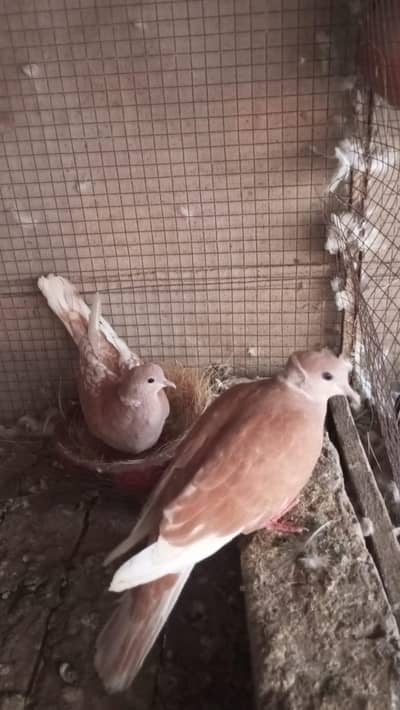 dove.