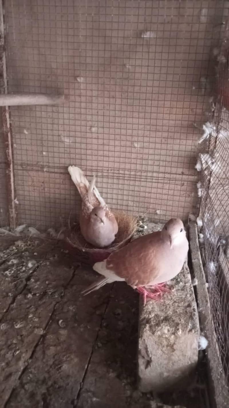 dove. 1