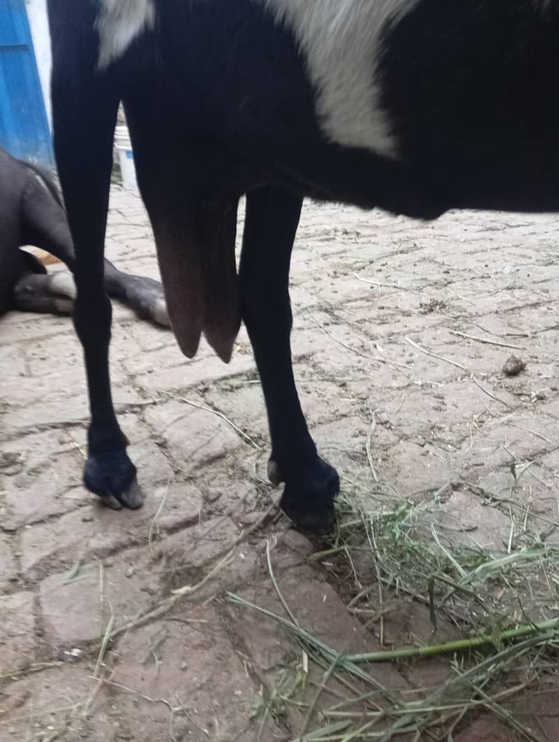 Beetal bakri 1