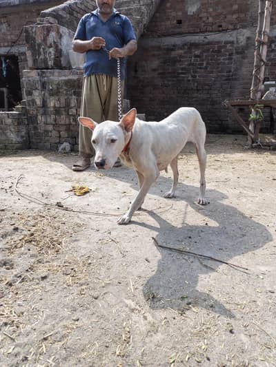 Female dog