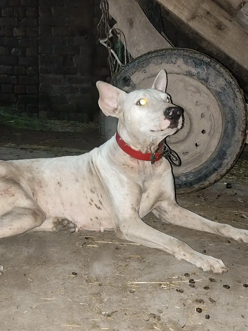 Female dog — photo 2