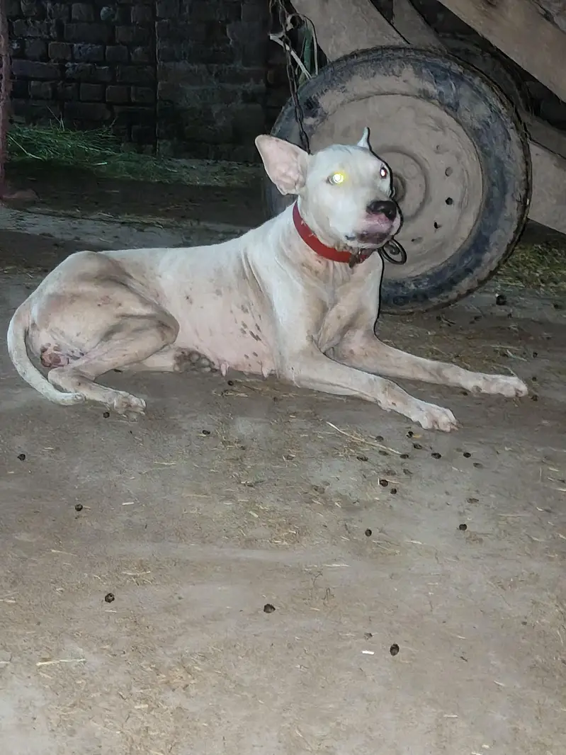 Female dog — photo 3