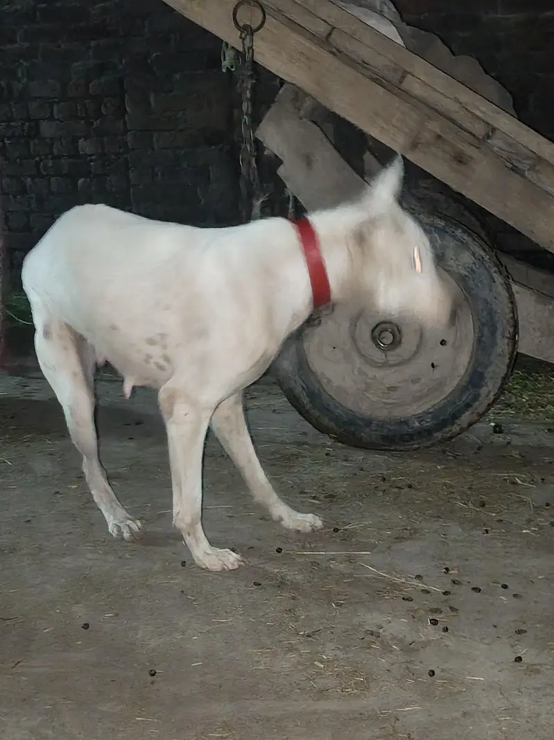 Female dog — photo 4