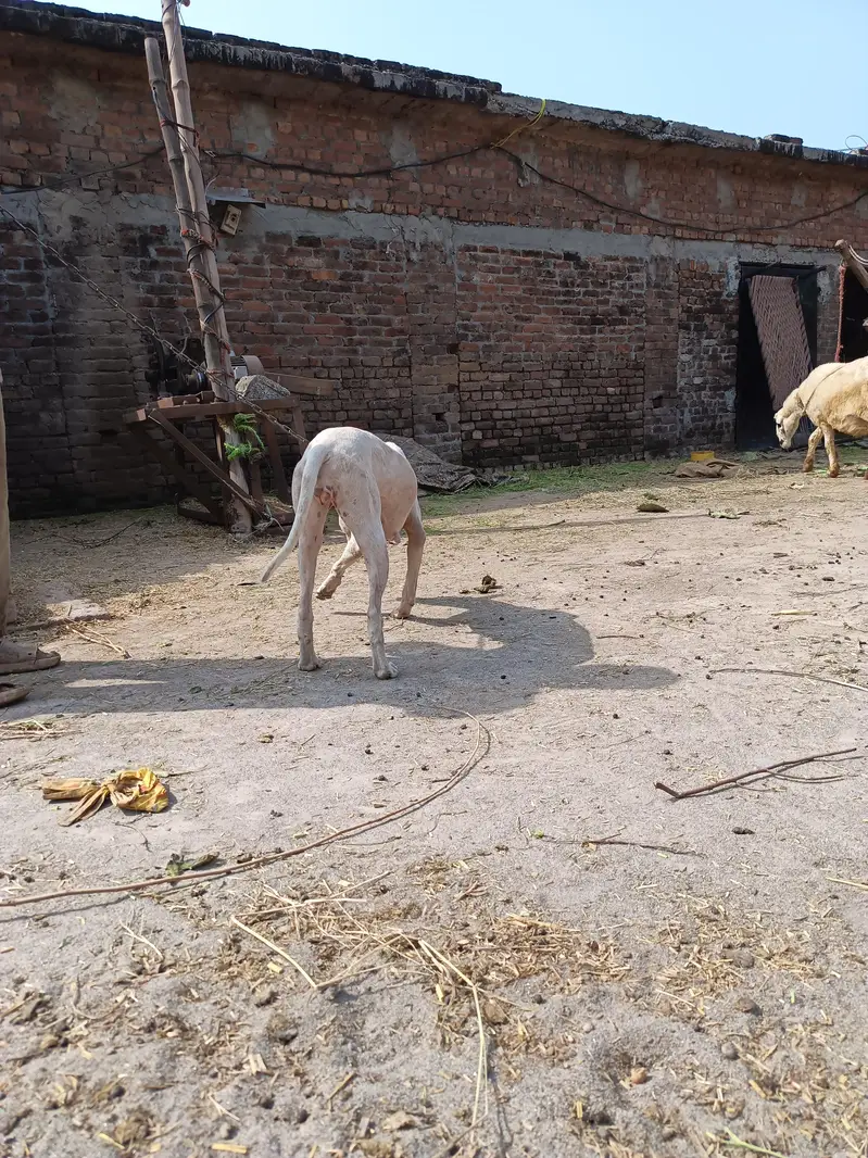 Female dog — photo 5