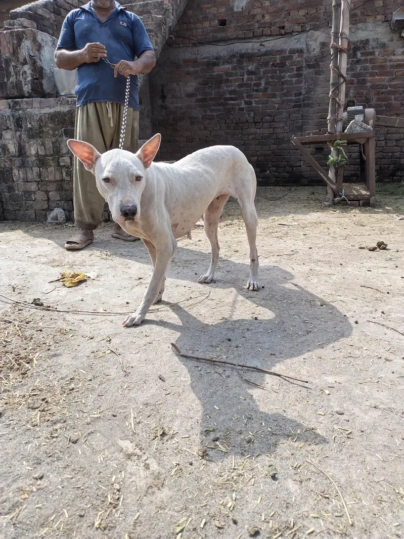 Female dog — photo 6