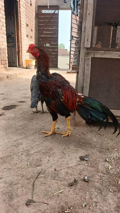 High Quality Aseel Pair