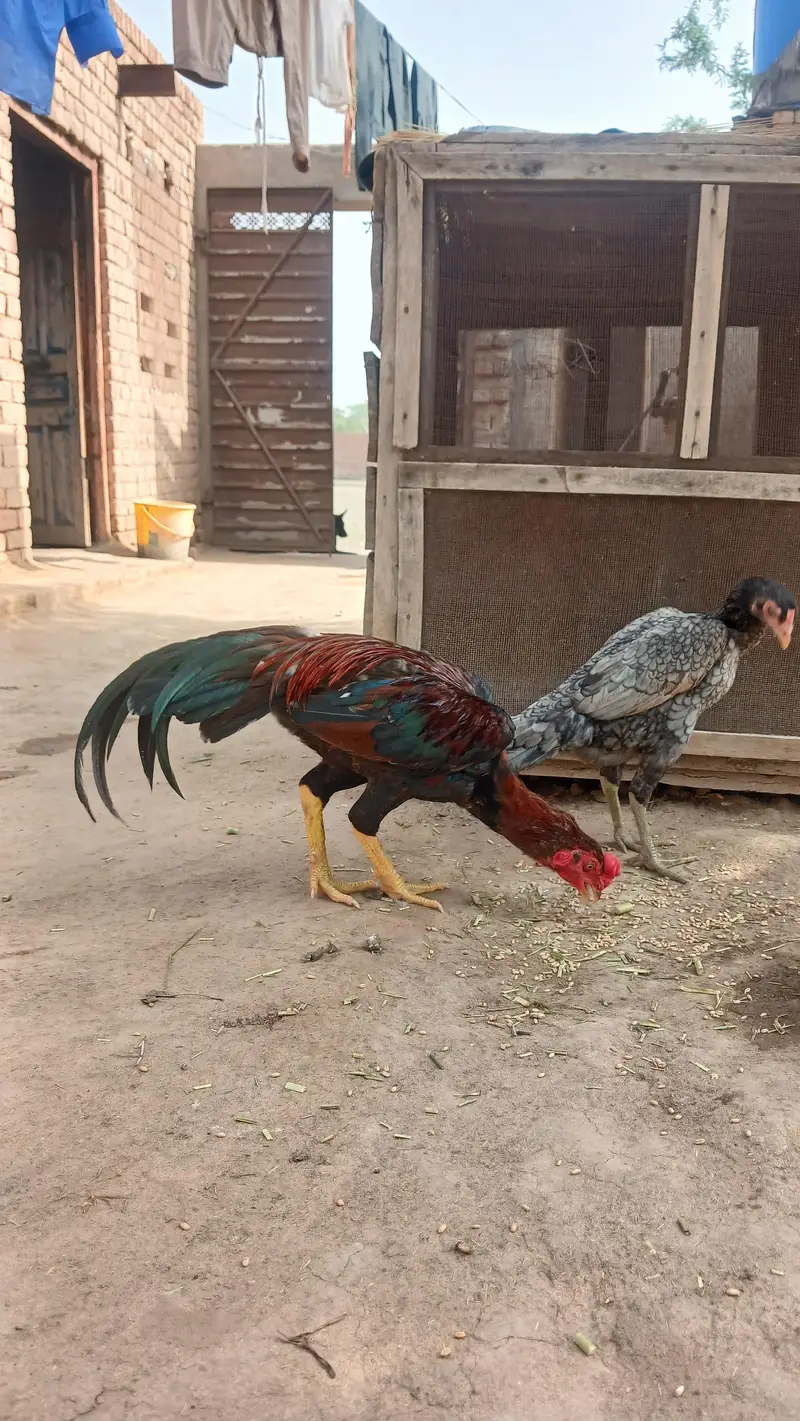 High Quality Aseel Pair — photo 2