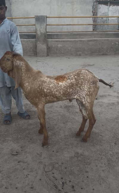 Makhi chena breeder