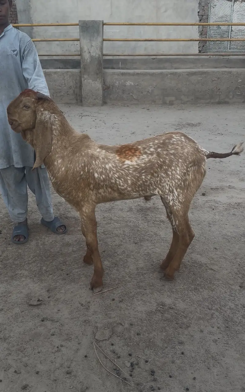 Makhi chena breeder — photo 2