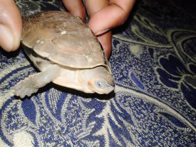 turtle